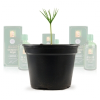 Zedernöl mit Zedernharz (Ernte 2019)