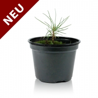 Sibirische Zedern-Setzlinge (Pinus Sibirica)